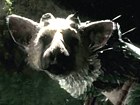 The Last Guardian