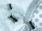 Ant Nation