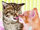 Petz Catz Playground