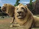 Animal Resort