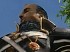 Risen 2