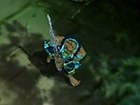Heroes of Ruin - Gameplay: La Floresta Embrujada