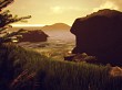 The Forest