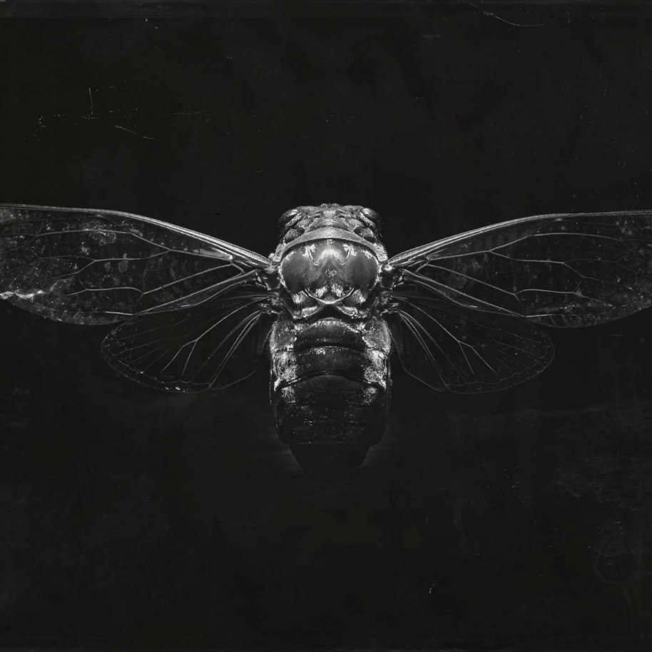 Hunt Showdown