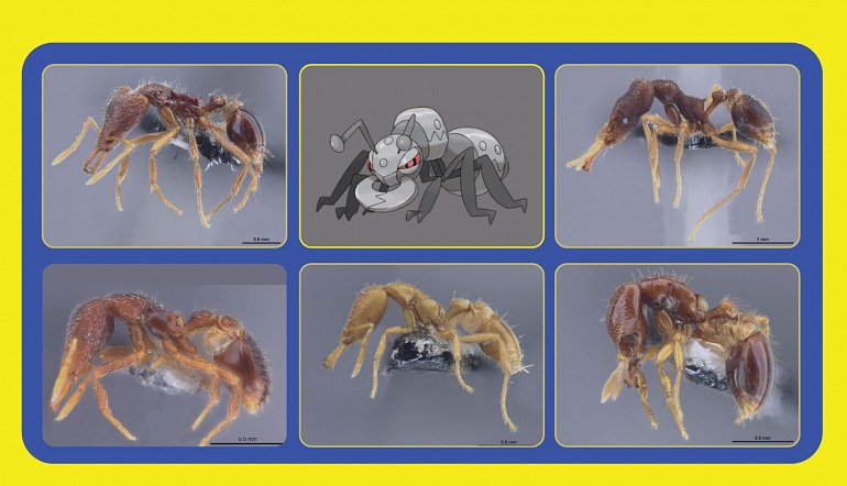 Pokémon Let's Go, Pikachu! / Pokémon Let's Go, Eevee! Pokémon Let's Go, Pikachu! / Pokémon Let's Go, Eevee!
