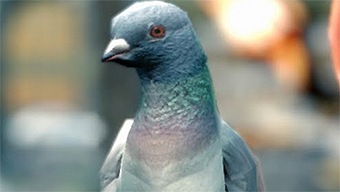 Pigeon Simulator se anuncia oficialmente con un nuevo tráiler: ¡Huid, humanos!